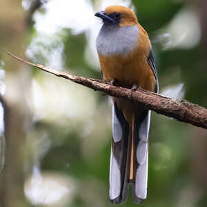 Trogon de Whitehead