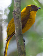 Golden Bowerbird