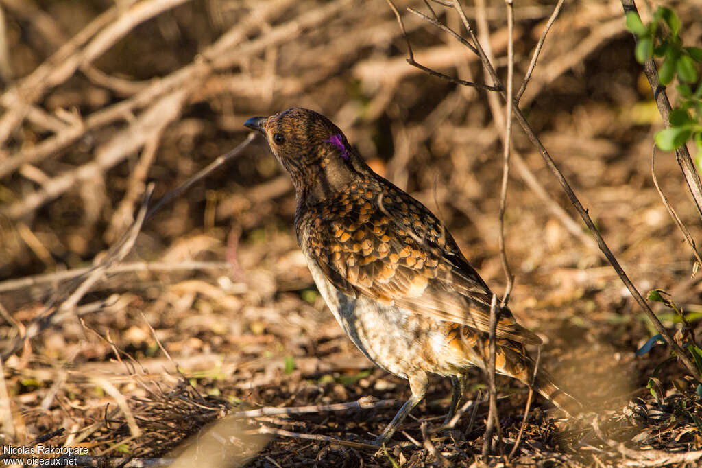 Spotted Bowerbird male adult, habitat