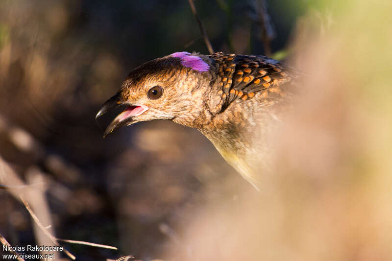 Spotted Bowerbird male adult, close-up portrait