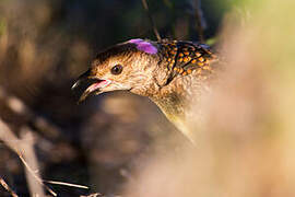 Spotted Bowerbird