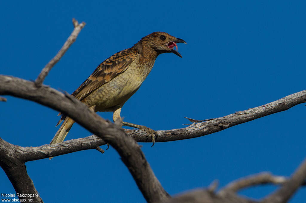 Spotted Bowerbirdadult, identification