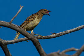 Spotted Bowerbird