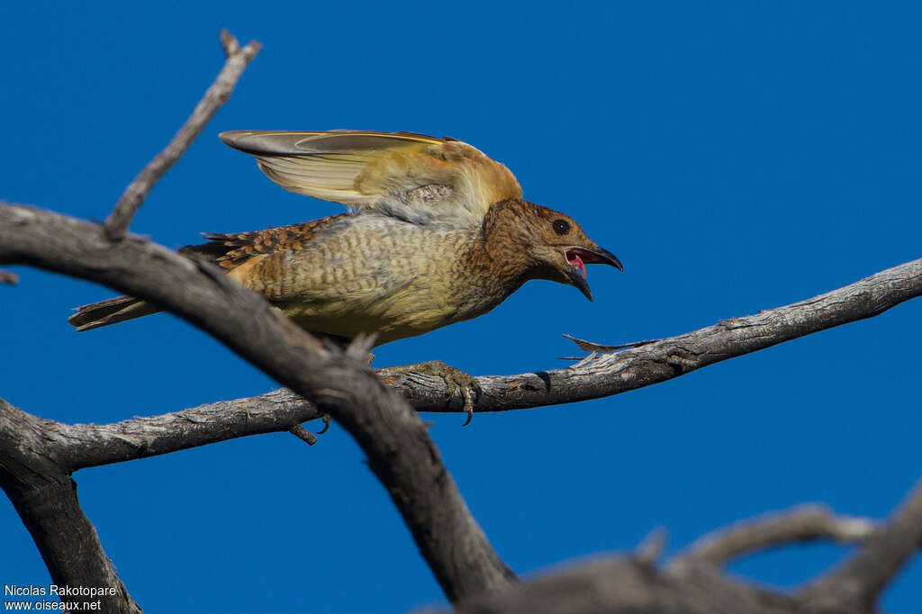 Spotted Bowerbird male adult, song