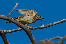 Spotted Bowerbird