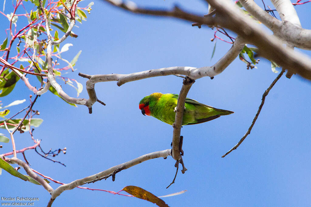 Little Lorikeet