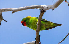 Little Lorikeet