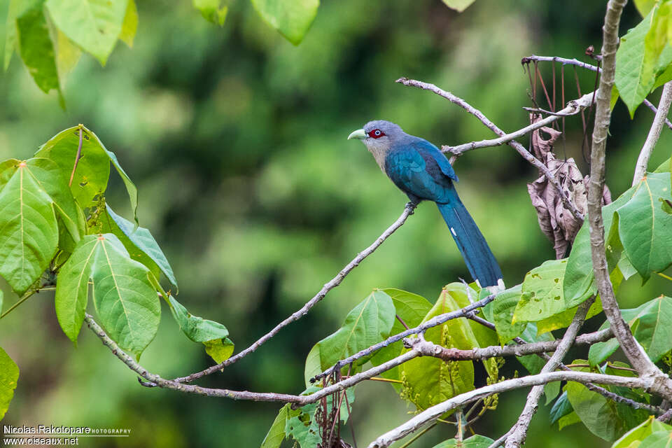 Black-bellied Malkohaadult, identification