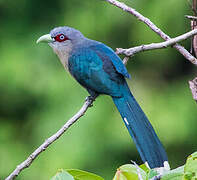 Black-bellied Malkoha