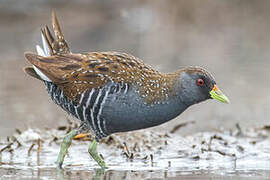 Australian Crake