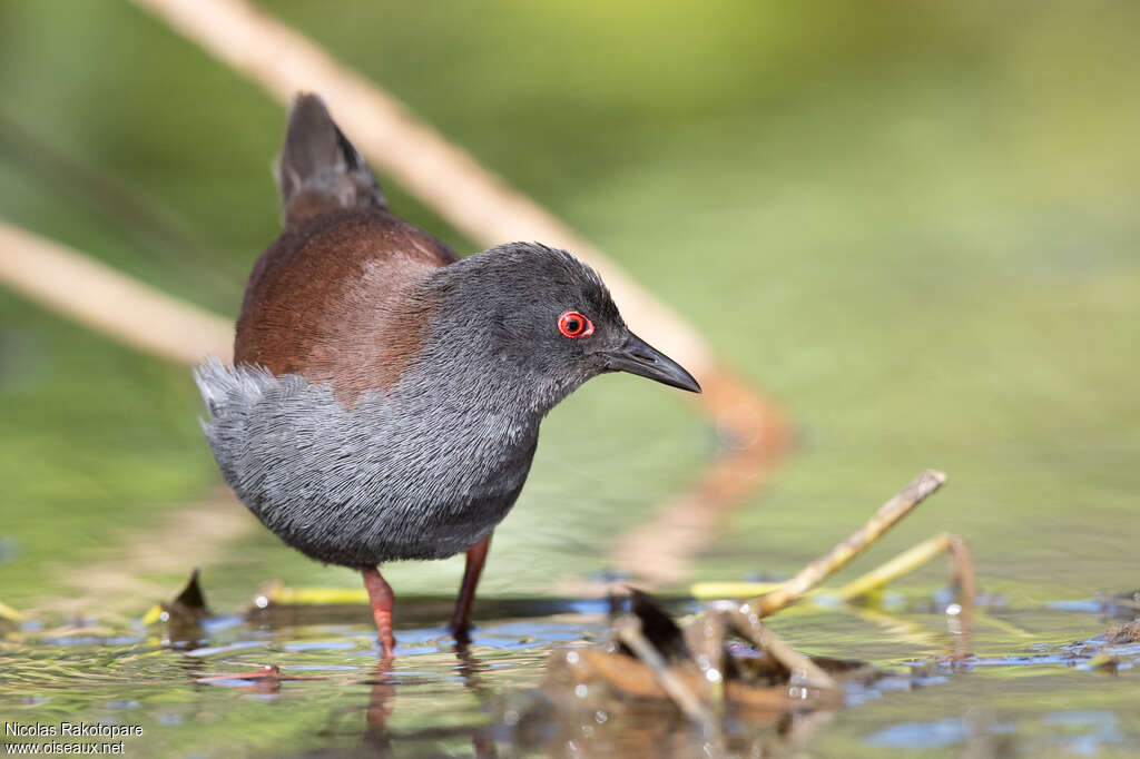 Spotless Crakeadult, identification