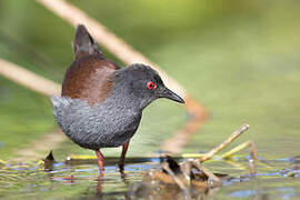 Spotless Crake