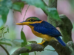 Rufous-collared Kingfisher