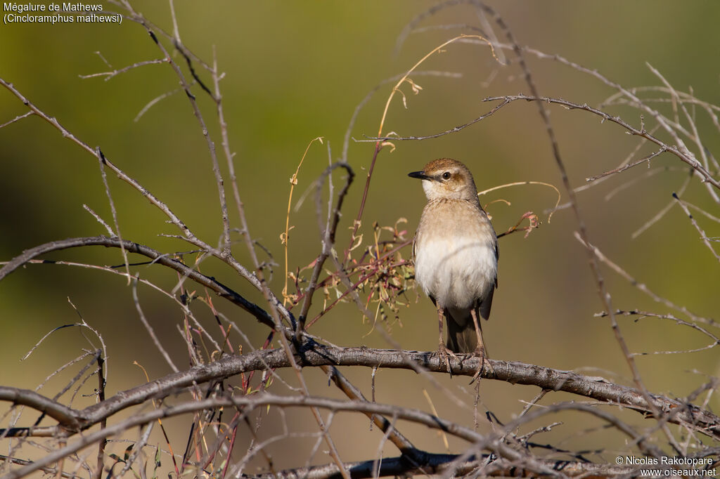 Rufous Songlarkadult