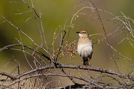 Rufous Songlark