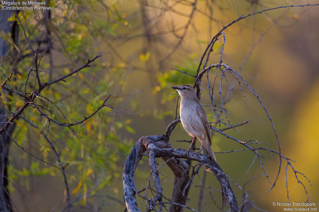 Rufous Songlarkadult