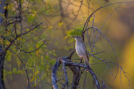 Rufous Songlark