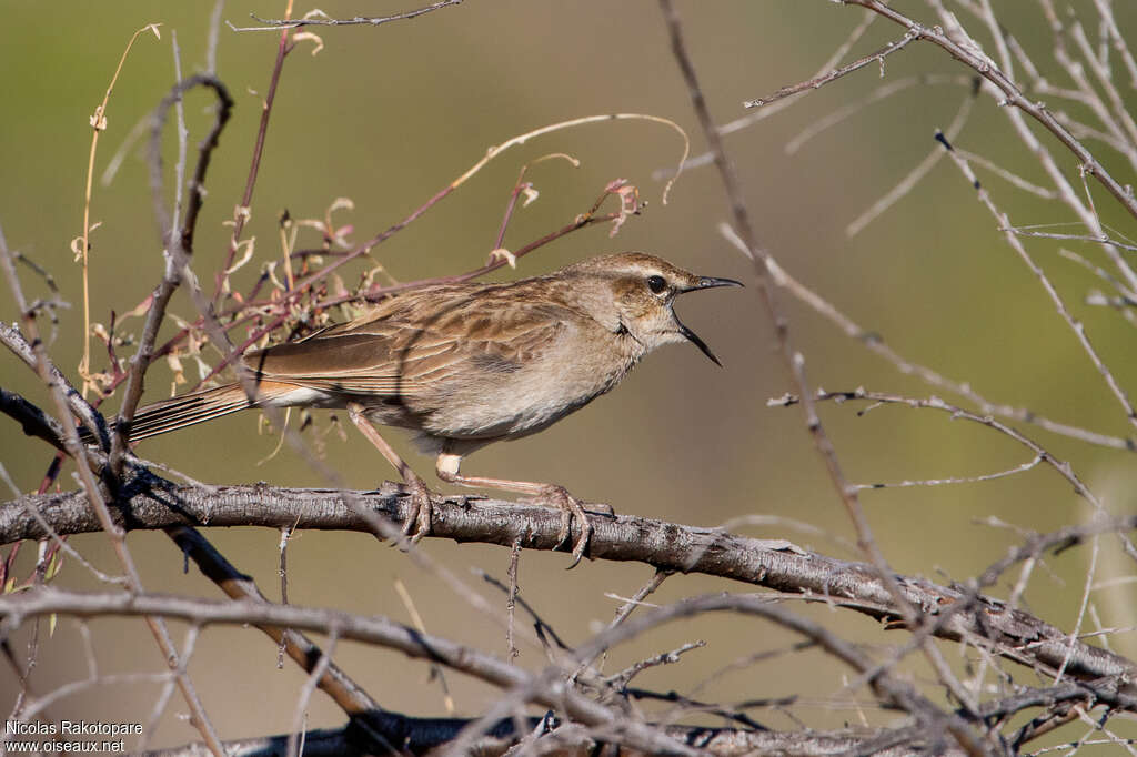 Rufous Songlarkadult, song