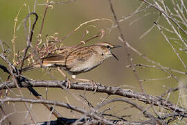 Rufous Songlark