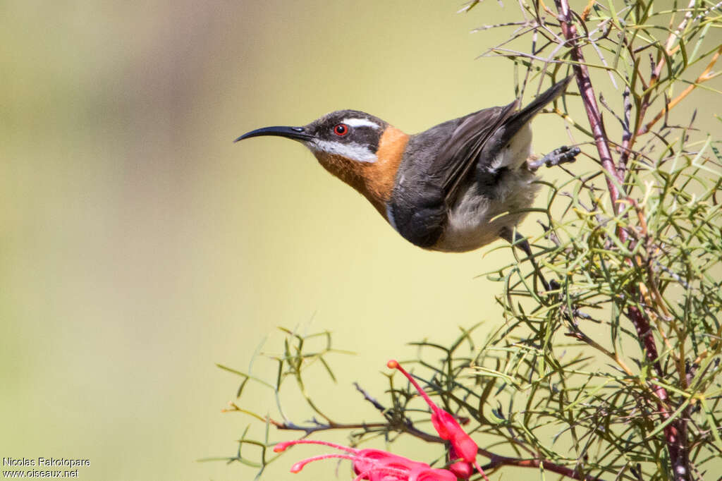 Western Spinebill male adult, Behaviour