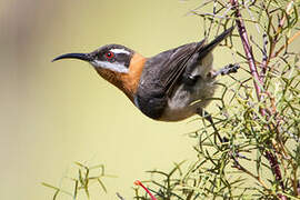 Western Spinebill