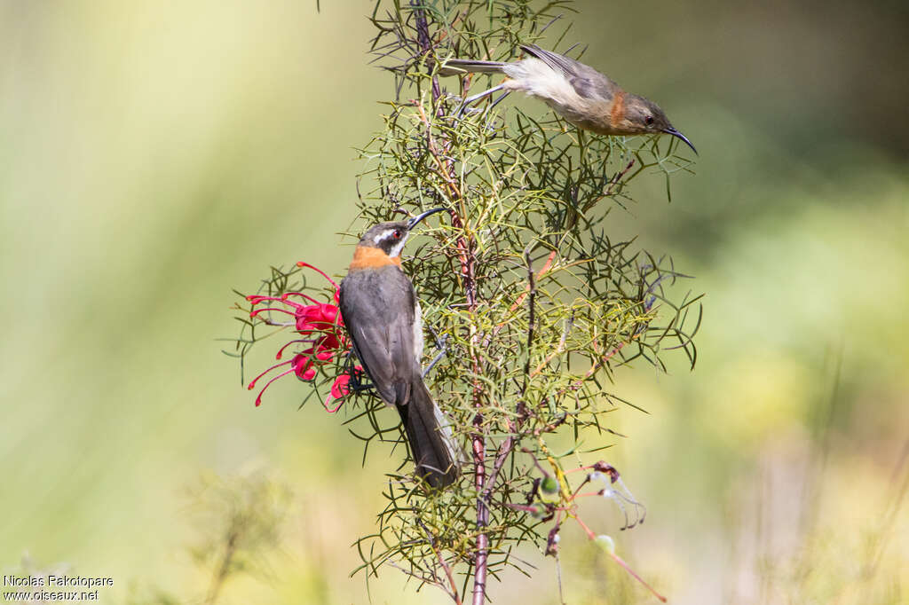 Western Spinebilladult, feeding habits