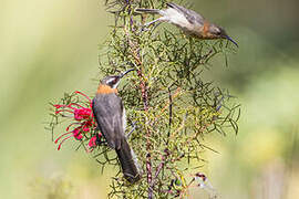 Western Spinebill