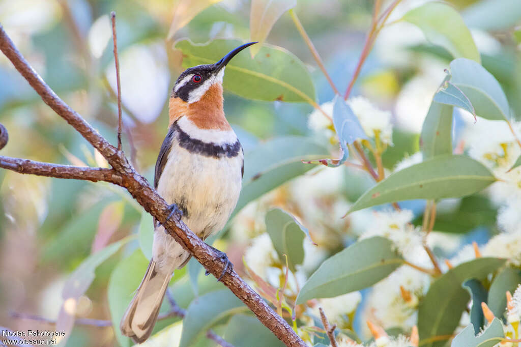 Western Spinebill male adult, identification