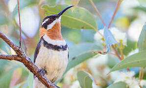 Western Spinebill