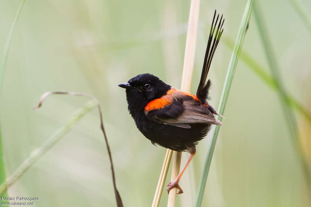 Red-backed Fairywren male adult breeding, identification