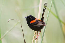 Red-backed Fairywren