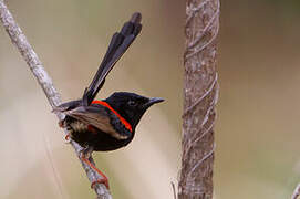 Red-backed Fairywren