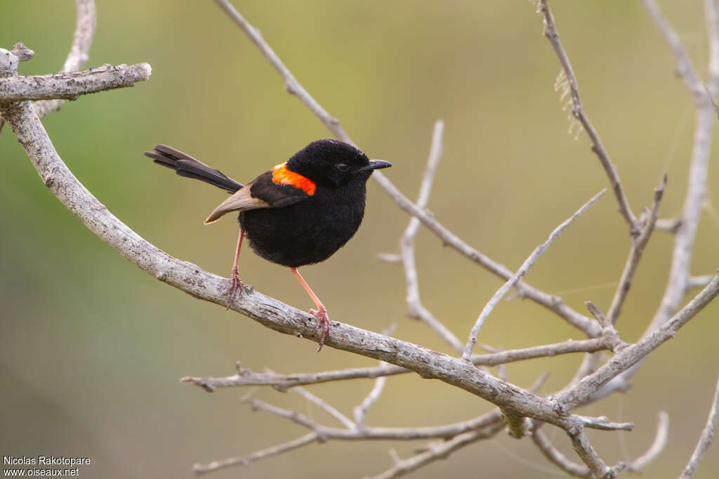 Red-backed Fairywren male adult breeding