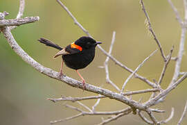 Red-backed Fairywren