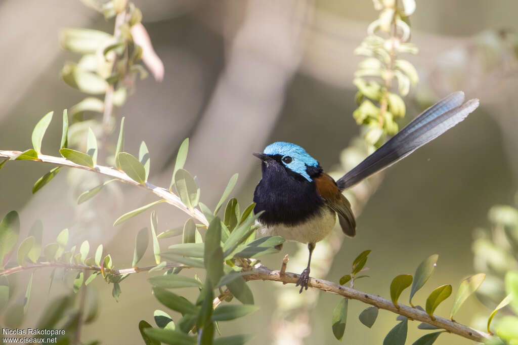 Blue-breasted Fairywren male adult breeding, habitat, pigmentation