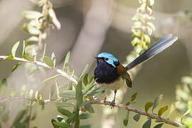 Blue-breasted Fairywren