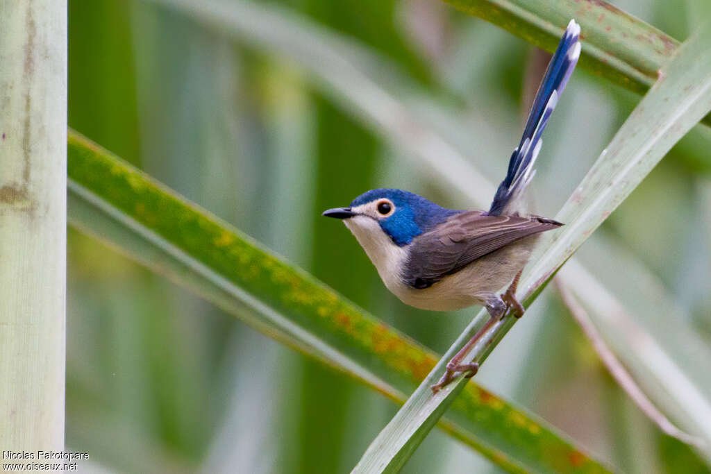 Lovely Fairywren female adult, identification