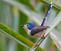 Lovely Fairywren