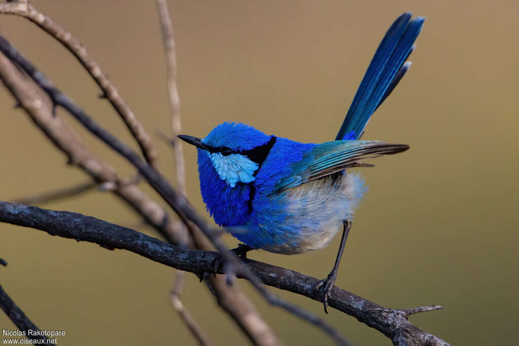 Splendid Fairywren male adult, identification