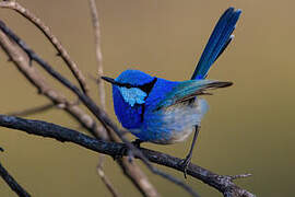 Splendid Fairywren