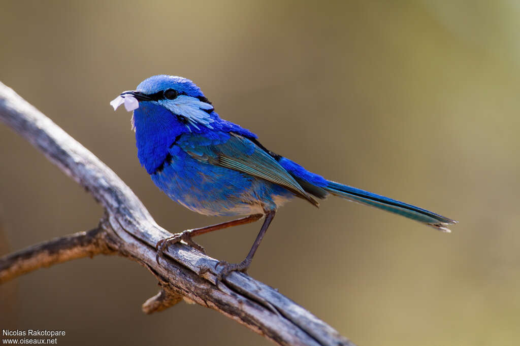 Splendid Fairywren male adult breeding, courting display, Reproduction-nesting