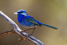 Splendid Fairywren