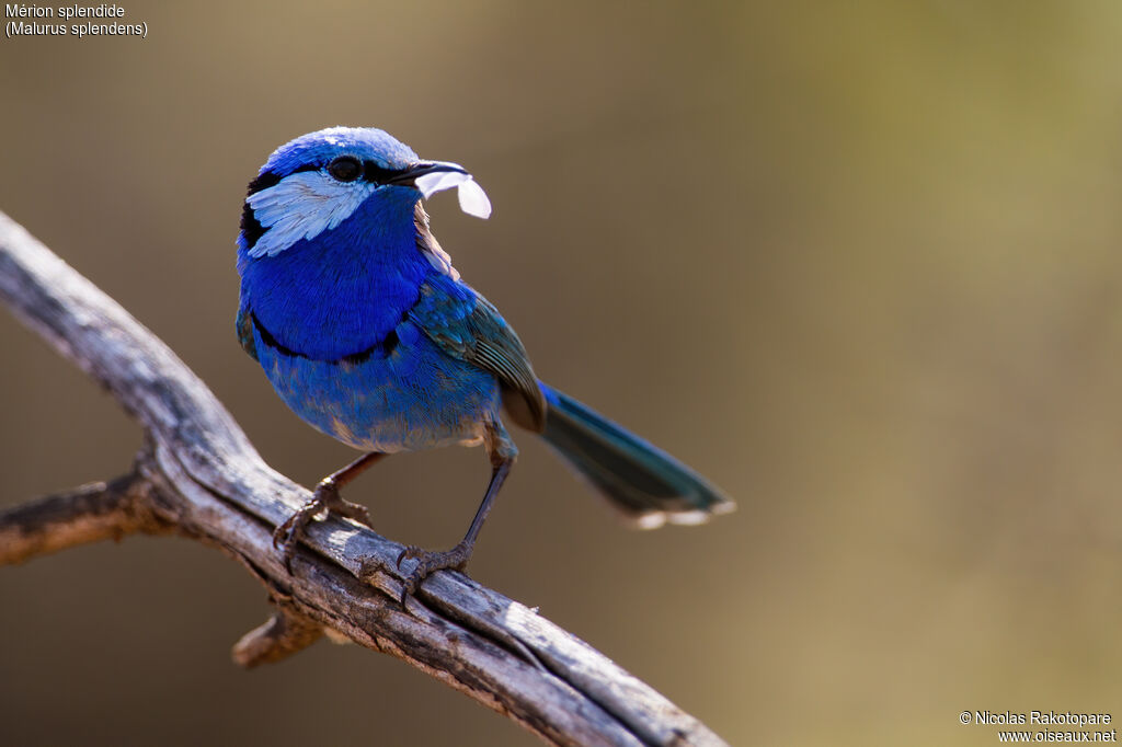 Splendid Fairywren male adult breeding, courting display