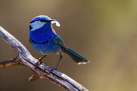 Splendid Fairywren