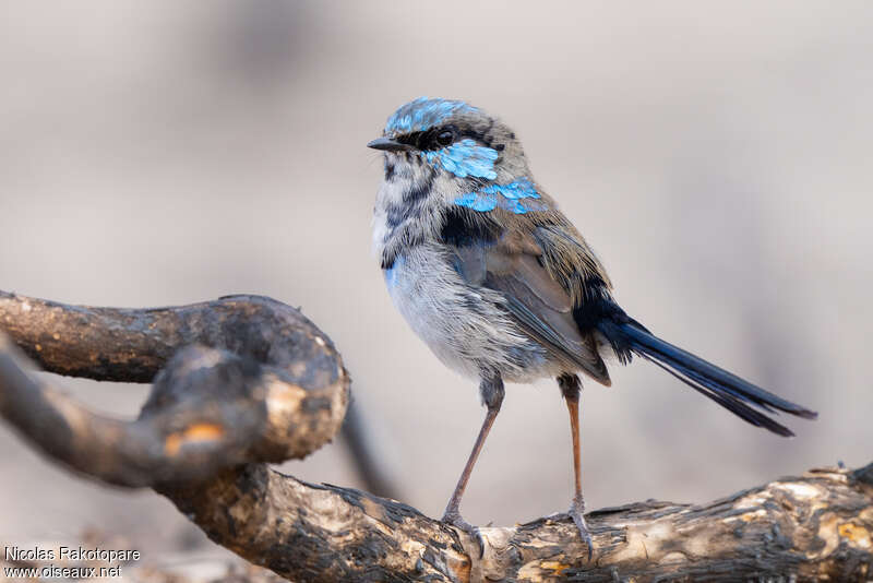 Superb Fairywren male adult transition, moulting