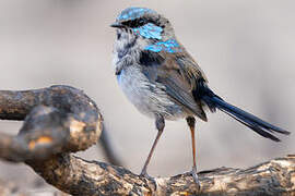 Superb Fairywren