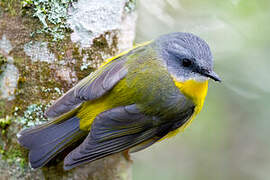 Eastern Yellow Robin