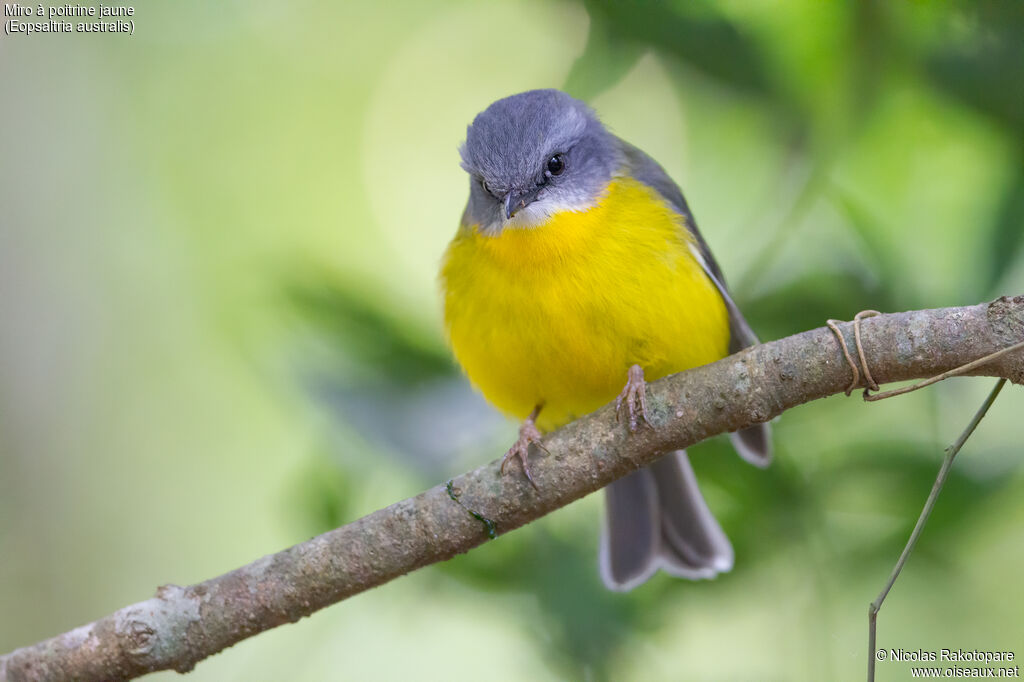 Eastern Yellow Robin