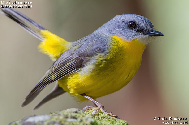 Eastern Yellow Robinadult, close-up portrait