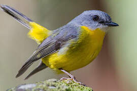 Eastern Yellow Robin